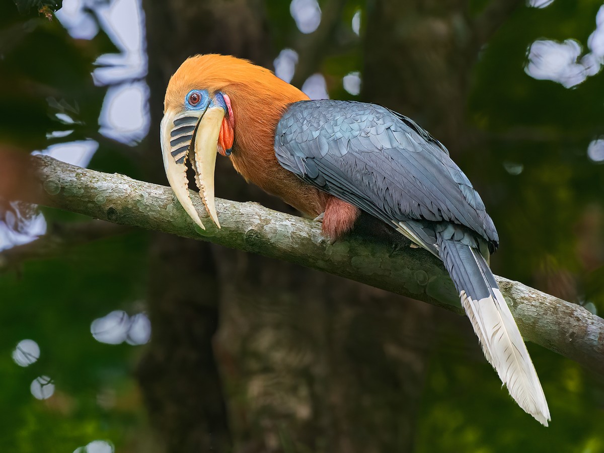 Rufous-necked Hornbill - eBird