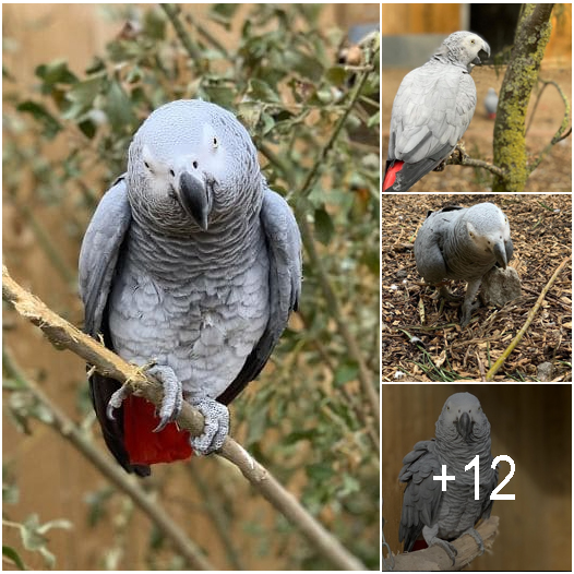 5 Parrots Get Removed From Public View At A Wildlife Park After ...