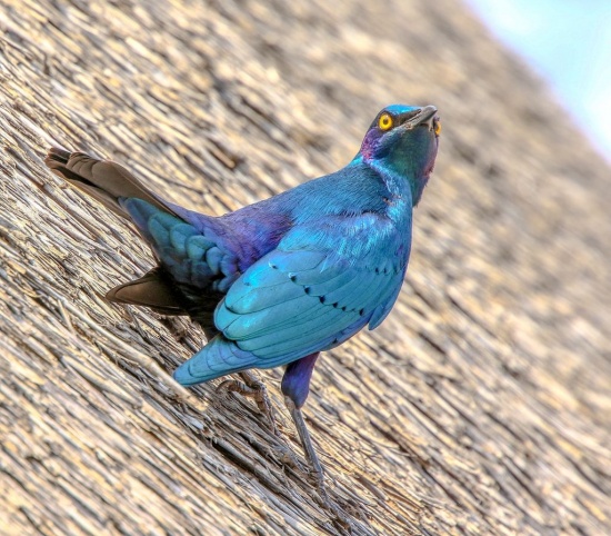 Greater Blue-eared Starling - BirdForum Opus | BirdForum