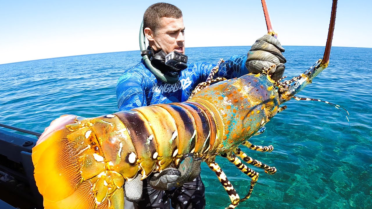 /tin Giant ocean wonder: Revealing the largest lobster the world has ...