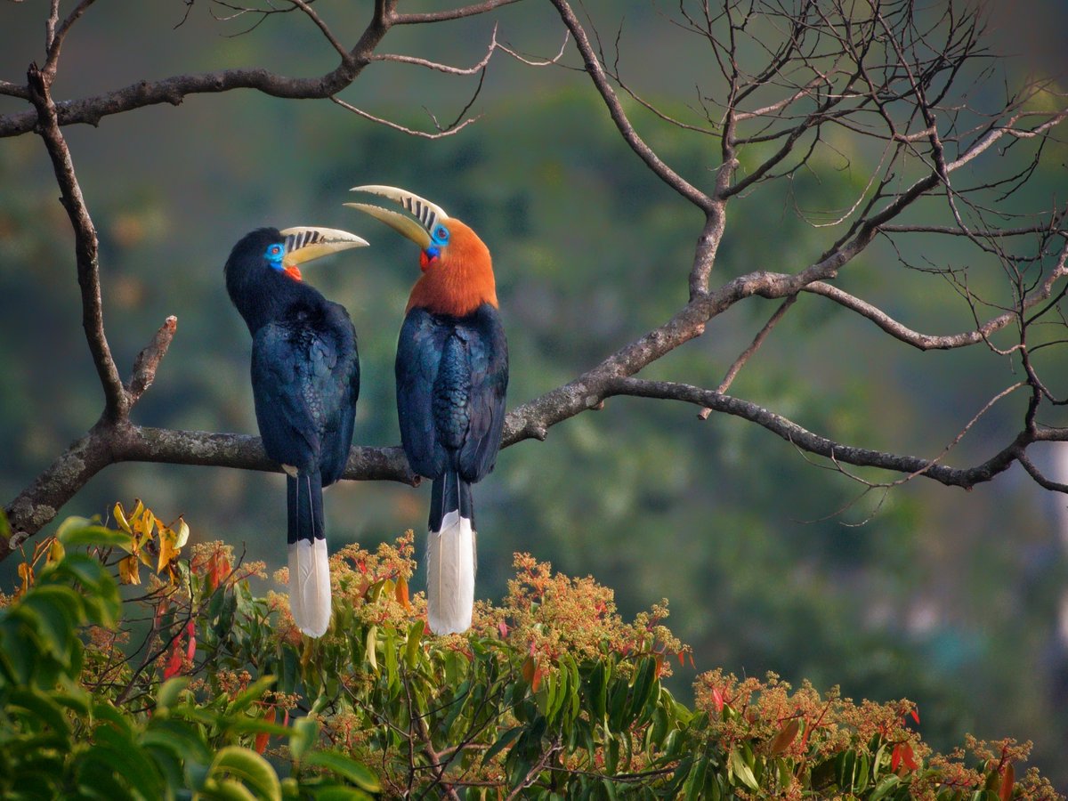 🔥 Rufous necked hornbill believed to be extinct in nepal found after 200years : r/NatureIsFuckingLit