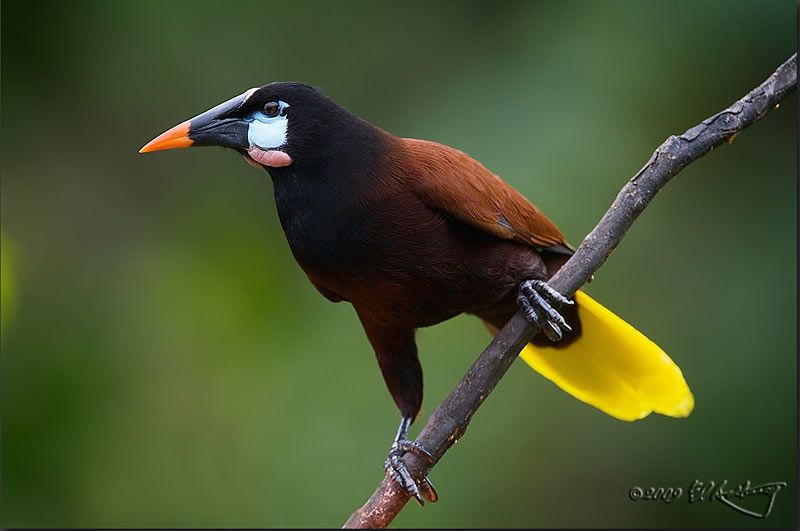 Montezuma Oropendola | Costa rica wildlife, Bird, Montezuma