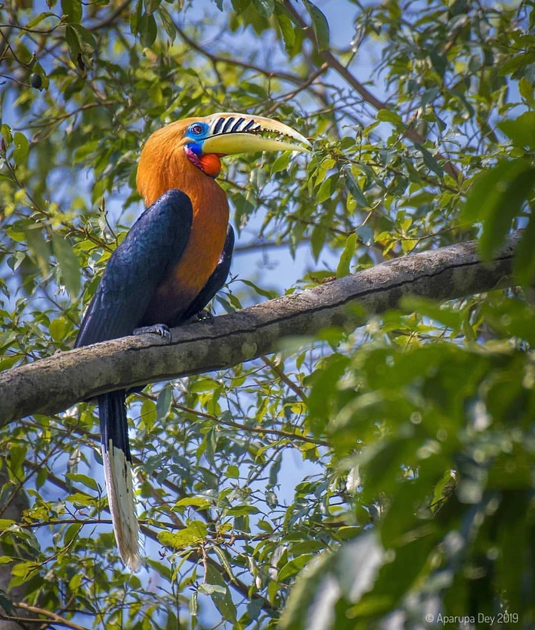 Rufous-necked hornbill Birds from the whole world on Instagram: “Photo by : @aparupa.dey . Rufous-necked hornbill . . @raw_… | Beautiful birds, Birds, Funny birds