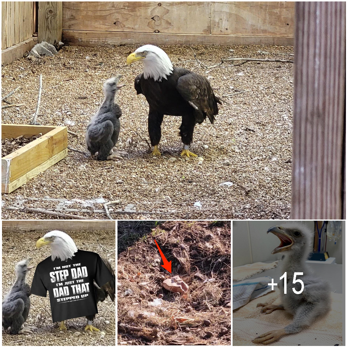 A bald eagle named Murphy went viral for adopting a rock at a Missouri ...