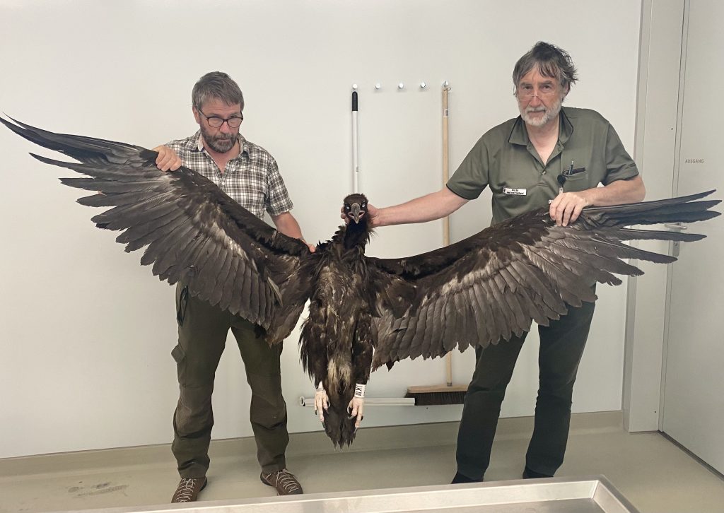 Aww American researchers have just encountered a peculiar giant bird ...