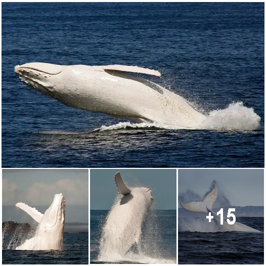 An intimate encounter with Migaloo – the only white humpback whale in ...