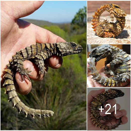 Armadillo Lizards Looks Like Real-Life Mini-Dragons - Amazing Nature