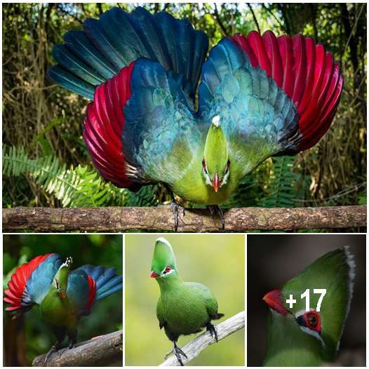 Beautiful Colours Of Knysna Turaco Just Like A Rainbow - Amazing Nature