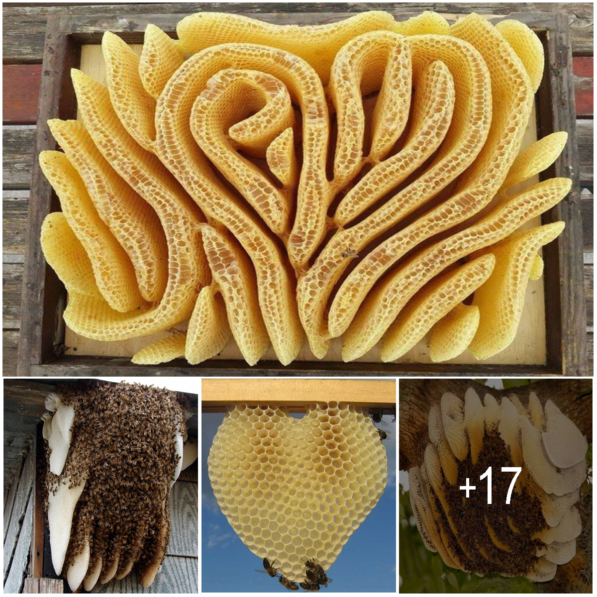 Bees Create Beautiful Heart-Shaped Hives When They Aren’t Forced Into ...