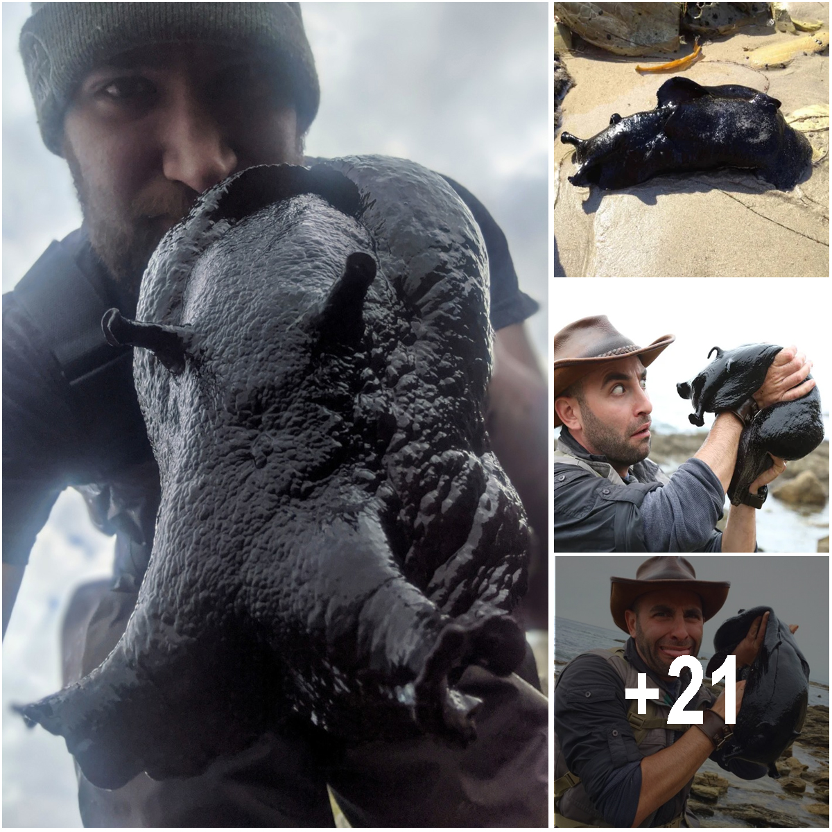 Black Sea Hares Are the Largest Sea Slugs And They Sometimes Create ...