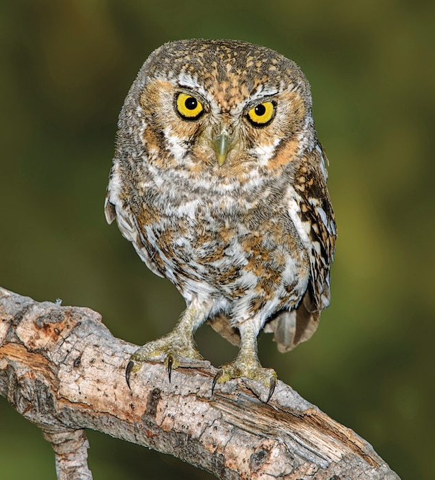 Meet The Elf Owl – The Tiniest Owl In The World - Amazing Nature