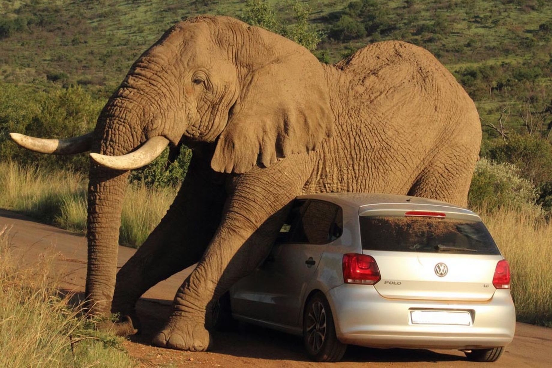 Смешные слоны. Машина слон. Африканский слон. Слоны фото.