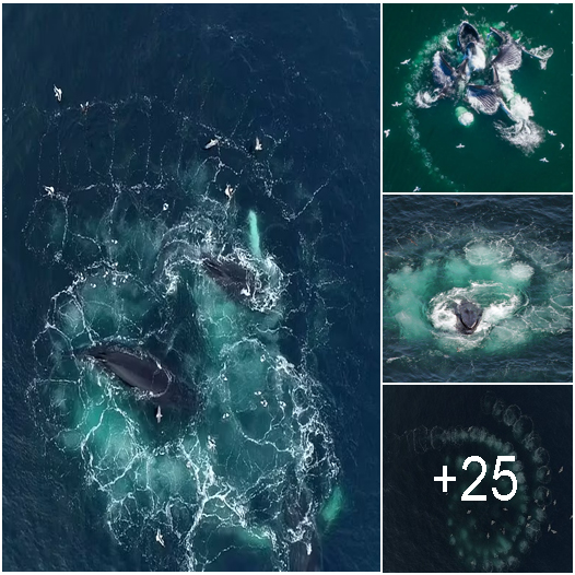 Groundbreaking Footage Shows Humpback Whales Creating Bubble-Nets to ...