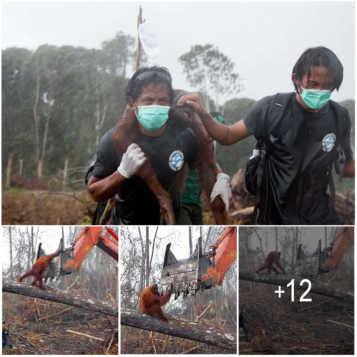 Heartbreaking Footage Of Orangutan Fighting Back Against Excavator ...