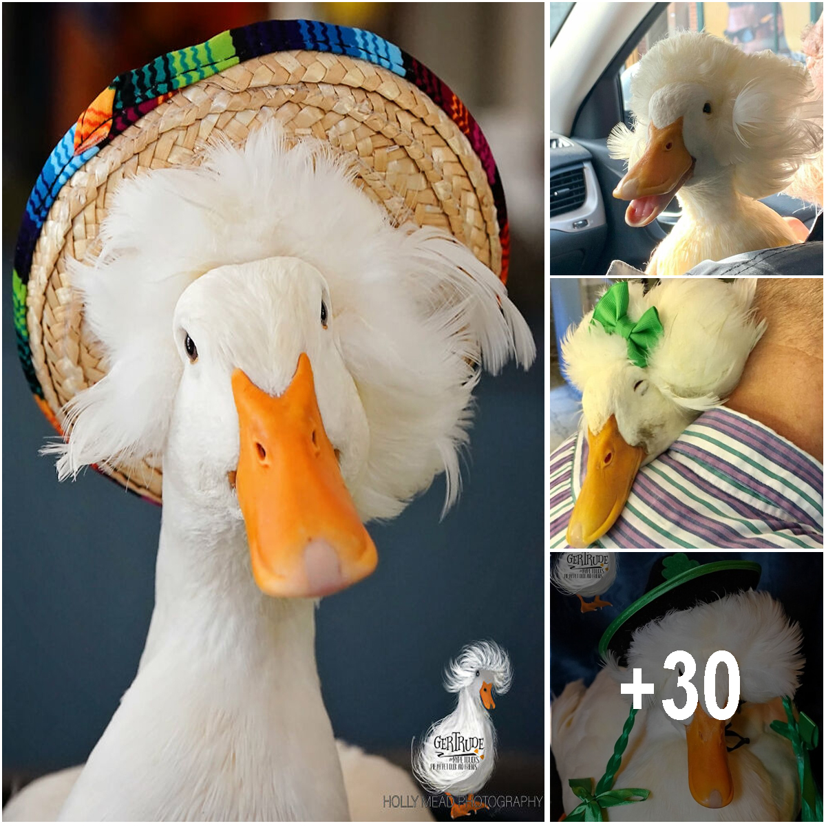 Here Are 30 Pics Of Gertrude, The Duck That Is Famous For Her “Hair ...