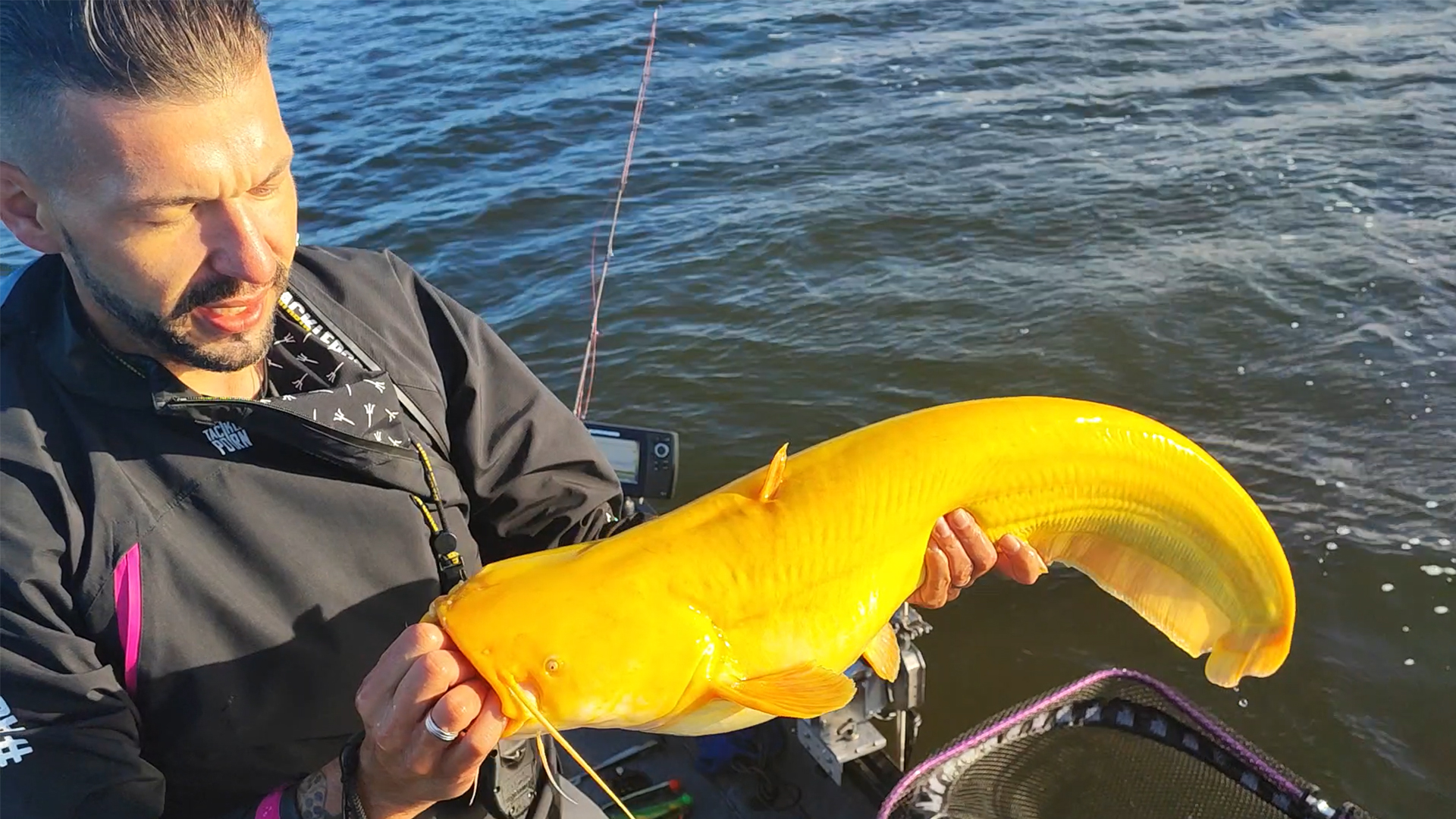 German Fisherman Catches Ultra-Rare Bright-Yellow Catfish That Looks Like  Giant Banana