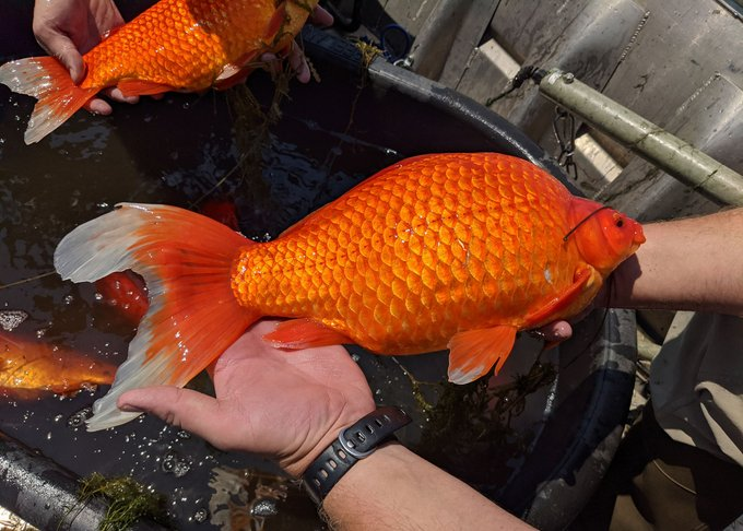 Why You Shouldn’t Dump Your Pets: Massive 50kg Goldfish Sets Record and ...