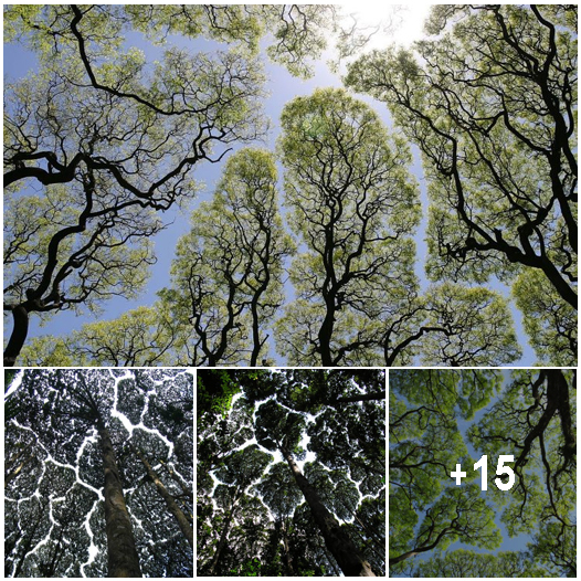 Incredible Images Reveal The Stunning Visual Effect Of Crown Shyness Where Tree Tops Avoid 8353