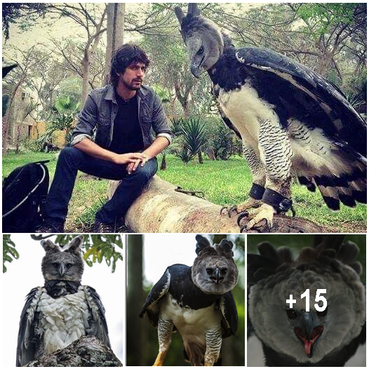 Discover The Mystical Harpy Eagle, The Largest Eagle in The World ...