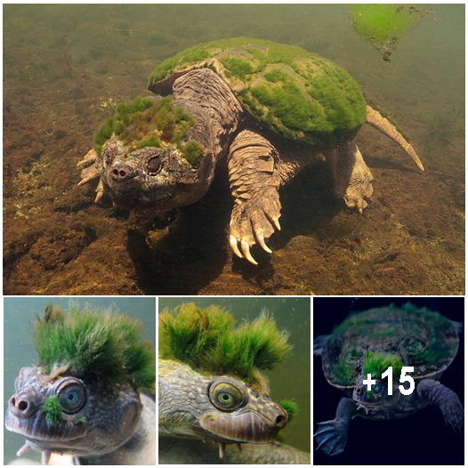 Meet the ‘Punk of the Turtle World’ and Read Its Strange Story ...