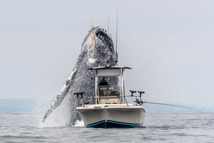 Once-In-A-Lifetime Footage Of A Massive Humpback Whale Leaping Out Of ...