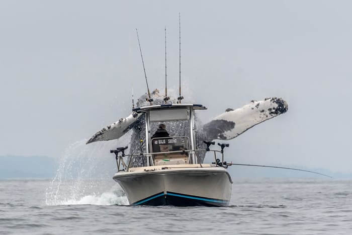 1 Capturing The Unforgettable Amazing Footage Reveals A Giant   Once In A Lifetime Footage Of A Massive Humpback Whale02 