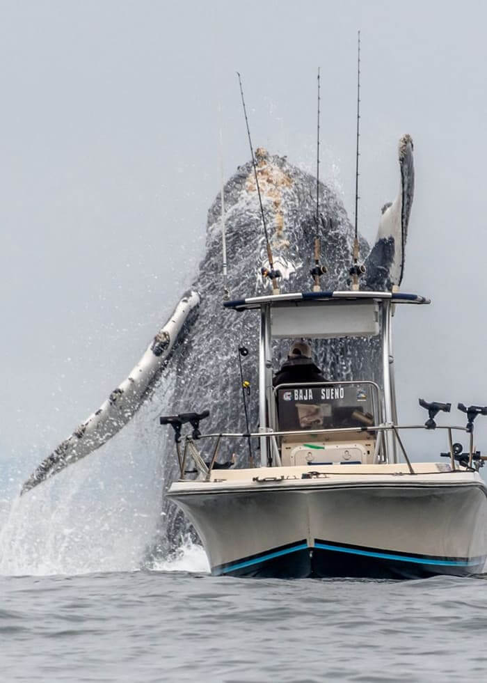 Once-In-A-Lifetime Footage Of A Massive Humpback Whale Leaping Out Of ...