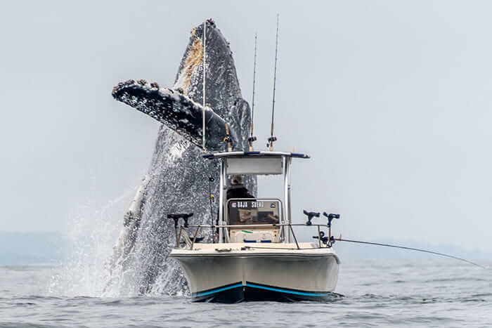 Aww Captured In A Rare Moment Astonishing Footage Depicts A Colossal Humpback Whale Leaping Out