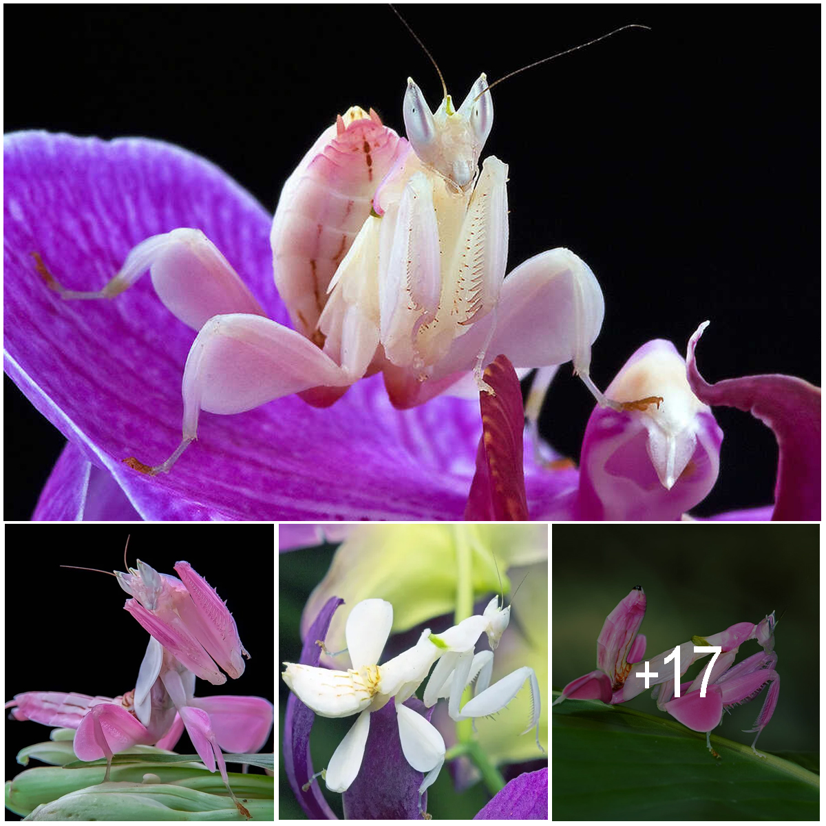 Orchid Mantis-The Beautiful Bug That Looks Just Like A Flower - Amazing ...