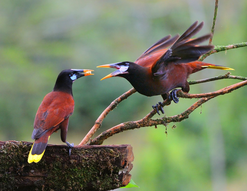 NestWatch | Montezuma Oropendola feeding young - NestWatch