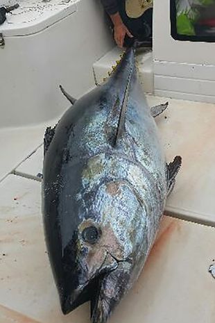 PAY 300lbs tuna caught