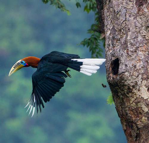 Birds of India | Bird World: Rufous-necked hornbill