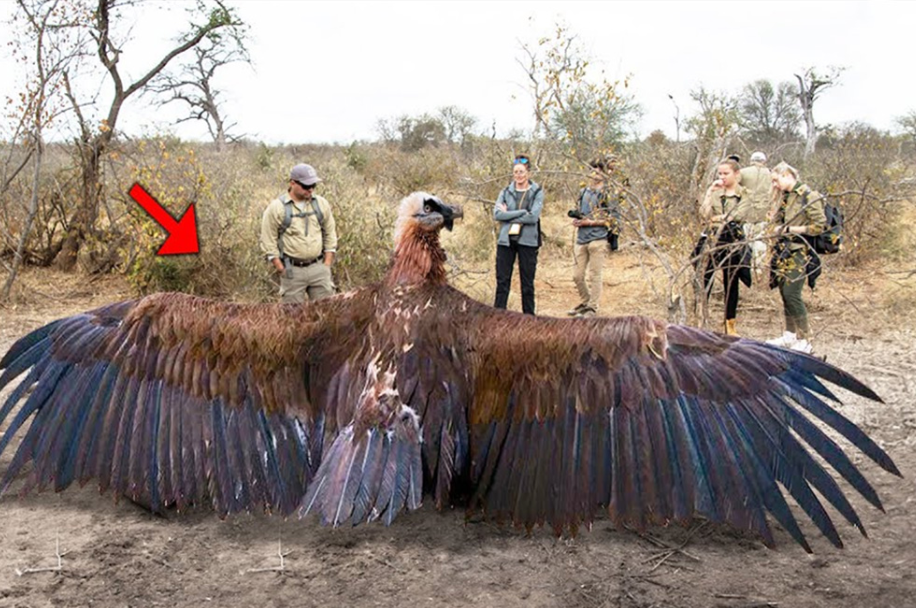 Researchers have just caught a strange giant bird with huge wings ...