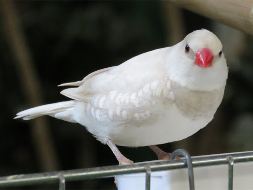 This Silver Diamond Firetail Bird Looks Stunning – TrulyMind