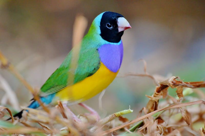 The Gouldian Finch: A Glorious Bird with a Coat of Radiant Multi-Colored Plumage