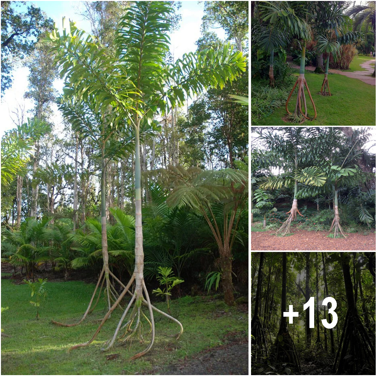The Walking Trees Of Ecuador They Reportedly Move Up To 20 Meters Per Year