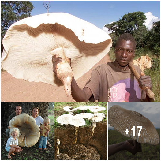 The World’s Largest Edible Mushroom Lives in Symbiosis with Termites ...