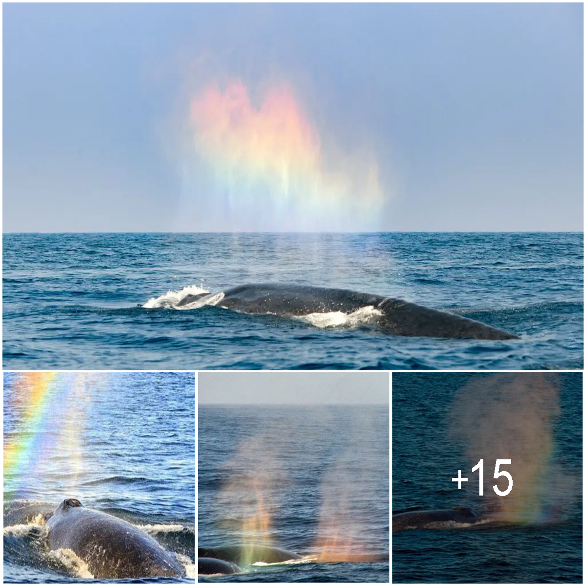 The Incredible Moment A Blue Whale Appears To Blow Rainbow Heart