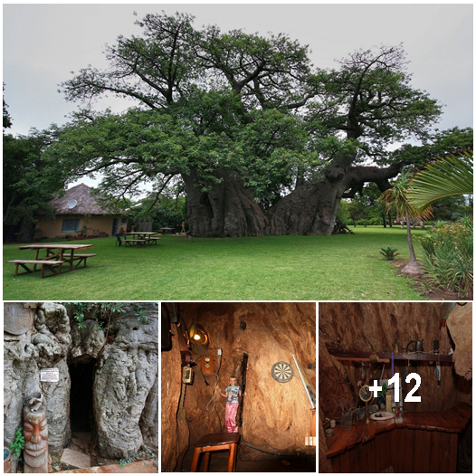 There’s Actually A Bar Carved Out Inside This 6000-Year-Old Tree