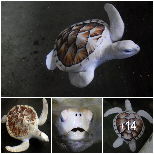 Two Extremely Rare Rescued Albino Turtles, Libing In A Sanctuary In Sri ...