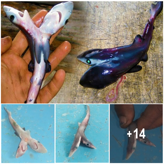 Two-Headed Sharks Are Sighted More and More and No One Knows Why