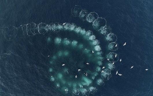 Watch: Whales Create Spiral-Shaped 'Bubble Nets' To Catch Their Prey