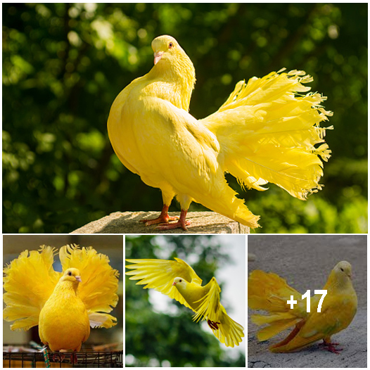 Yellow Pigeon - A Rare Species with Unique Beauty - Amazing Nature