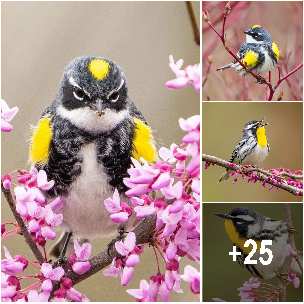 Yellow rumped Warbler A Colorful Visitor In North America