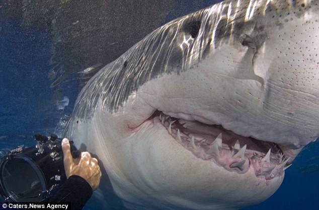 Now that’s a toothy grin! Fearless photographer gets dangerously close to great white sharks at feeding time – WITHOUT a safety cage