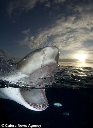 Now that’s a toothy grin! Fearless photographer gets dangerously close to great white sharks at feeding time – WITHOUT a safety cage