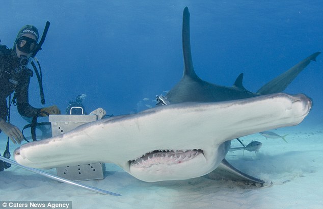 Now that’s a toothy grin! Fearless photographer gets dangerously close to great white sharks at feeding time – WITHOUT a safety cage