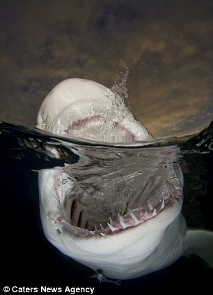 Now that’s a toothy grin! Fearless photographer gets dangerously close to great white sharks at feeding time – WITHOUT a safety cage