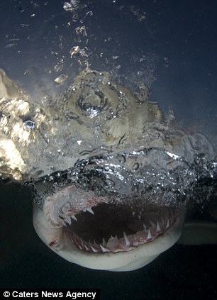 Now that’s a toothy grin! Fearless photographer gets dangerously close to great white sharks at feeding time – WITHOUT a safety cage