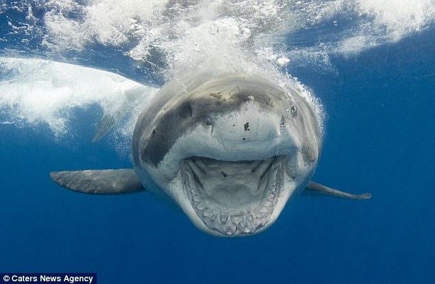 Now that’s a toothy grin! Fearless photographer gets dangerously close to great white sharks at feeding time – WITHOUT a safety cage